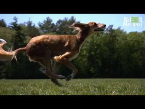 Pet4you.gr: Dogs Saluki (or Gazelle Hound) - Σαλούκι