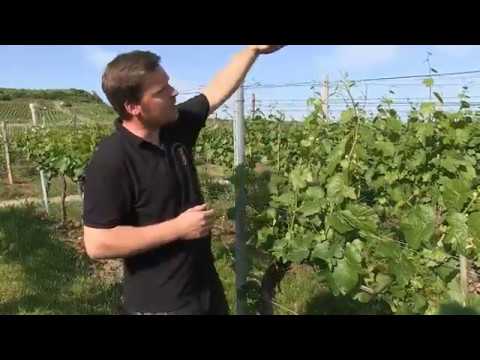 Triebe ausbrechen - Die Felsengartenkellerei auf der Reise durch das Weinjahr: Teil 4