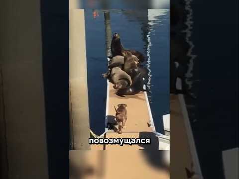 Топ неожиданных моментов с животными, снятые на камеру | Часть 2