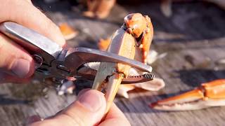 Toadfish Kitchen | Crab Claw Cutter