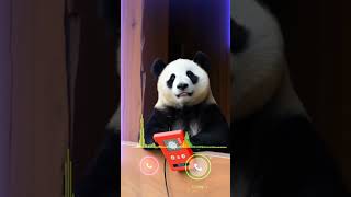A Cat Gets a Call from a Panda?! 🐱📞🐼 You Won’t Believe What Happens Next!#youtubeshorts   #youtube