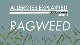 Allergies Explained - Ragweed