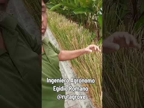 Obras de Paisajismo con la Planta del Vetiver en Guanare estado Portuguesa Venezuela para ti.