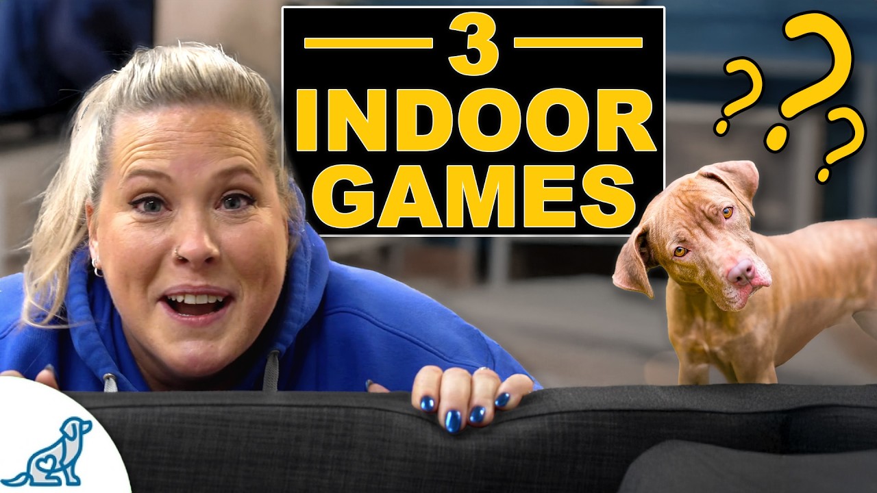 3 Indoor Dog Training Games (When You Don't Want To Go Outside)