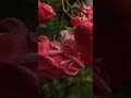 Rose Rose Nima Rose Winterblooms Reverseautumn