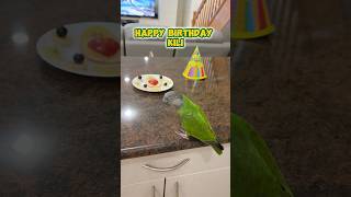 Happy 18th Birthday Kili Senegal Parrot