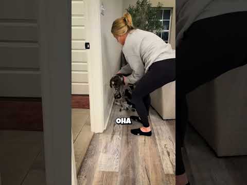 Очередь из-за дивана 😳