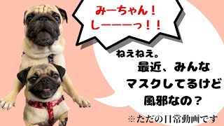 [PUG LIFE/パグ]日常編⑸ ラテ＆ミルク