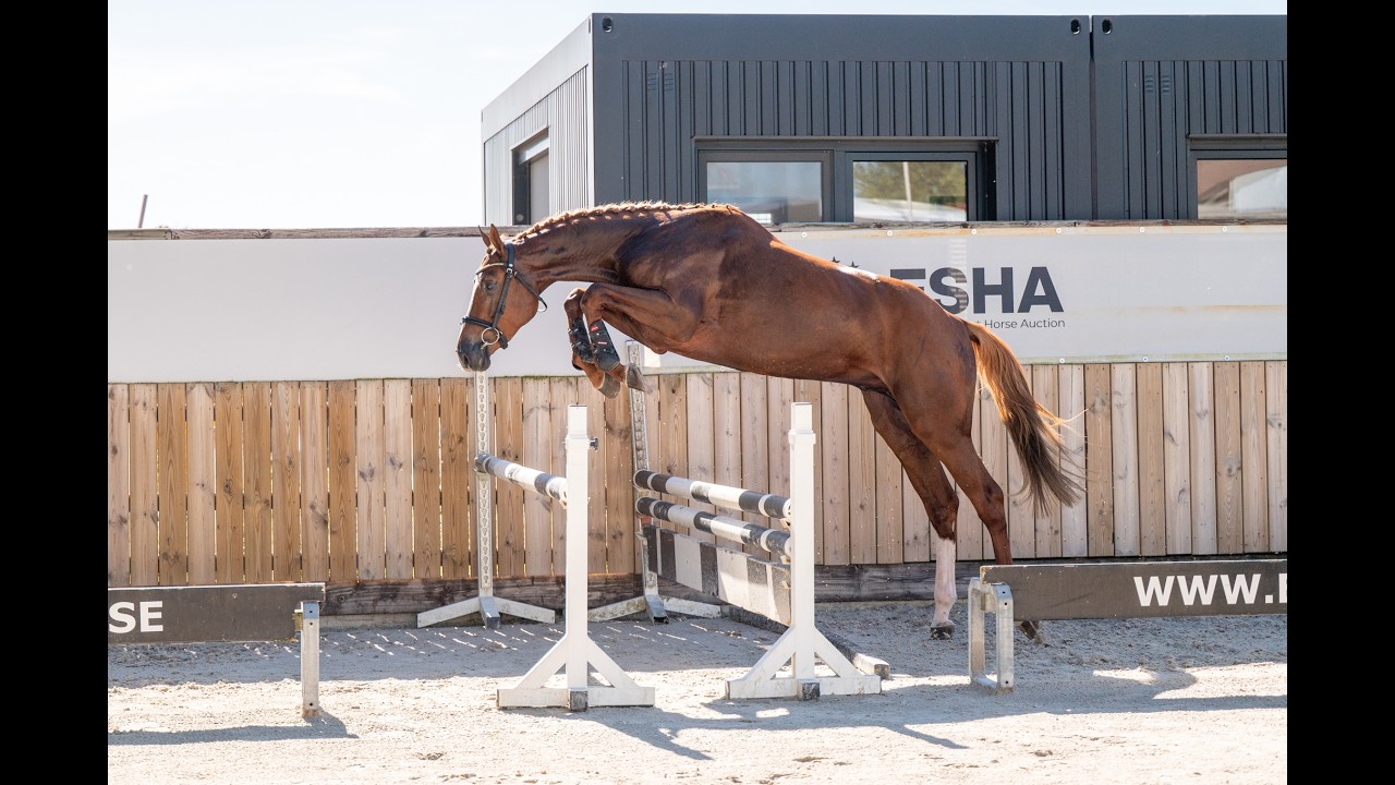Atletico Z (ASTRONOMIC VH LEGITA HOF Z x QUINAR) video 1