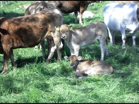 mucche e vitellini al pascolo