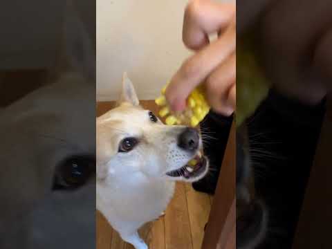 英文学科 シナモン、とうもろこしにかぶりっ！！  #Shorts  #dog  #犬