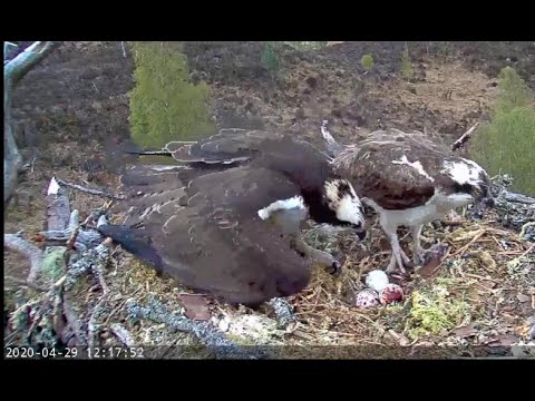 Louis the Loch Arkaig Osprey gets a first look at the third egg 29 Apr 2020