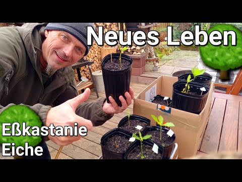 Growing forest trees yourself - New life update on sweet chestnuts and oaks 🌳 #forestry #trees #f...