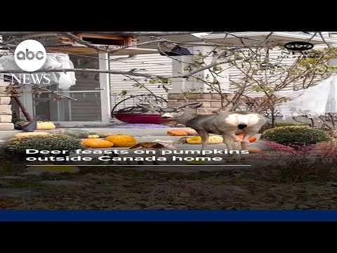 Deer feasts on pumpkins outside Canada home