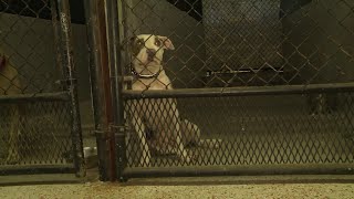 Pompano Beach shelter's AC breaks down and pets in need of rescue