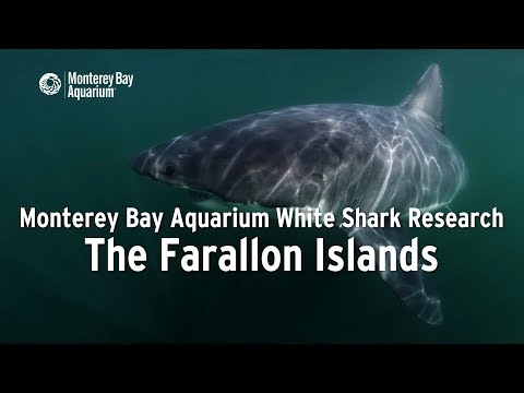 Project White Shark — The Farallon Islands