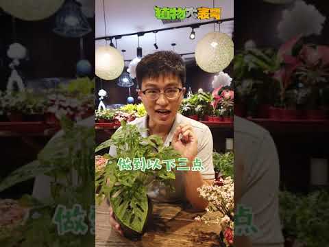 仙洞龜背竹風水