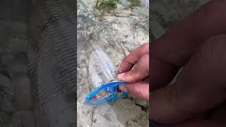 Download lagu Catching a beautiful ornamental fish using a water bottle 😅😅😅 mp3 Download lagu Catching a beautiful ornamental fish using a water bottle 😅😅😅 mp3
