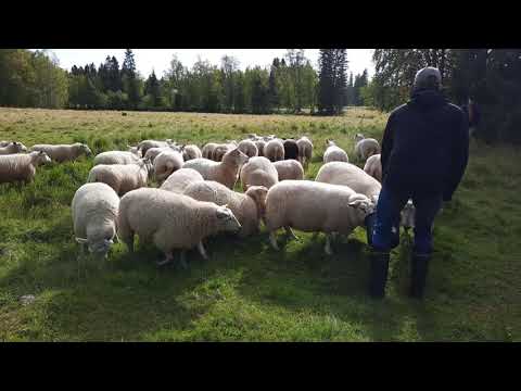 , title : 'Kokemuksia lammastaloudesta ja maisemanhoidosta Perämeren rannikolla'