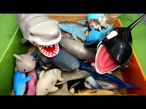 Shark Toy And Whale Toy Collection for kids| Box of Sea animal toys | Aquatic mammals