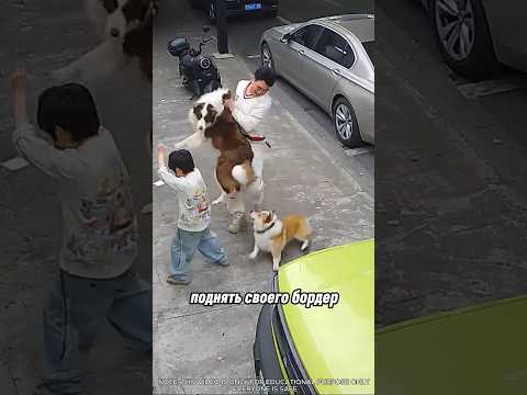 Причина, по которой нужно держать собак на поводке в общественных местах❗