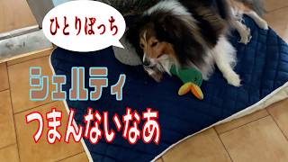 【シェルティ】つまんないなあ【フランス田舎暮らし🇫🇷】#犬の散歩 #賢い犬 #犬のいる暮らし #マイペースな犬