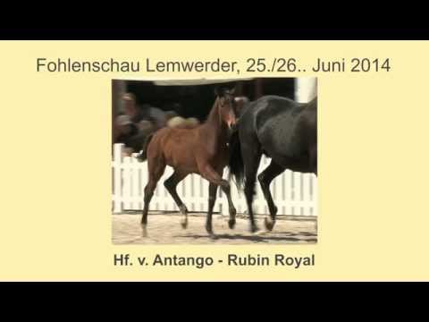 Hf Antango x Rubin Royal