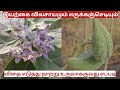 அதிக தழைச்சத்து கொண்ட எருக்கலன் செடி