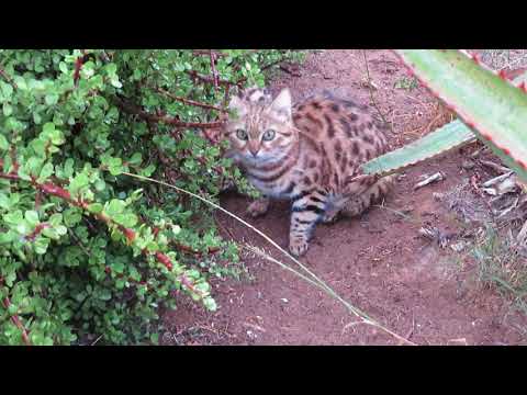 Feeding the black footed cats