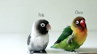 Download lagu Menjodohkan Lovebird Batman & Josan | Chou & Poki mp3