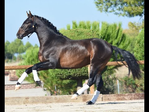 Volcan de Susaeta - Spanish colt by POETA DE SUSAETA - 3 year´s old- 1,63m