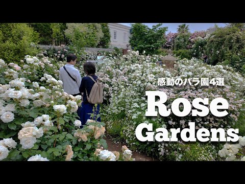 Spring Rose Gardens in Japan🌸–A Floral Paradise in Tokyo and Yokohama.