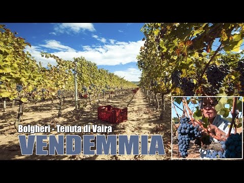 Vendemmia a Bolgheri in Toscana  - Wine tasting in Tuscany - degustazione vini e visita cantina