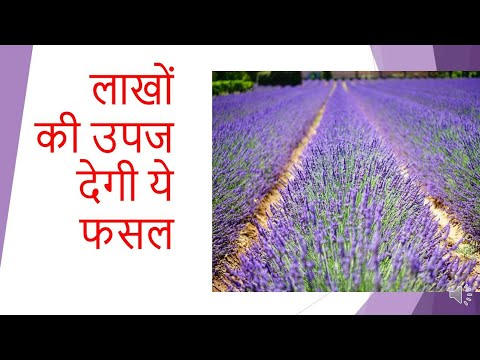 Lavender Farming In India -Lavender Cultivation