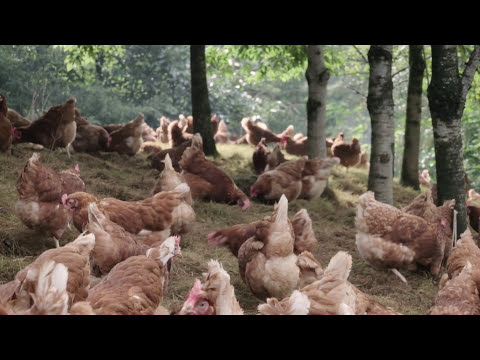 Trees mean better business for Chicken Farmers - Lakes Free Range Egg Company