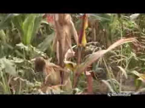 Ekstrasol za crvenilo kukuruza