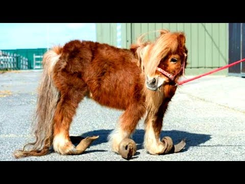 Diesem Pony wurden 10 Jahre nicht die Hufe geschnitten