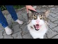 Fluffy Cat With Collar Is Meowing Very Loudly