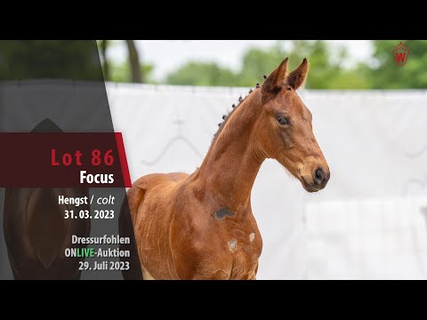 ONLIVE-AUKTION Lot 86 Focus Hengst v. Fanegro - Schumacher