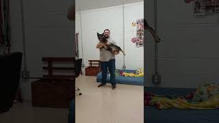 Video preview image #1 Mutt Puppy For Sale in York, SC, USA