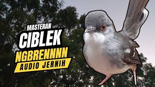 Download lagu Masteran Ciblek Ngebren Hari Audio Jernih mp3