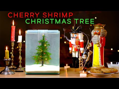 Yule Log Aquascape for a Magical Christmas