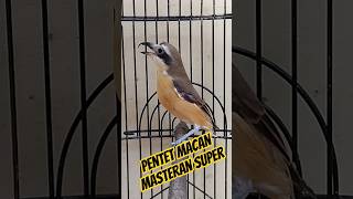 Download lagu pentet macan,cendet macan gacor masteran murai #pentetmacan #pentetmania #masteranmuraibatu mp3 Download lagu pentet macan,cendet macan gacor masteran murai #pentetmacan #pentetmania #masteranmuraibatu mp3
