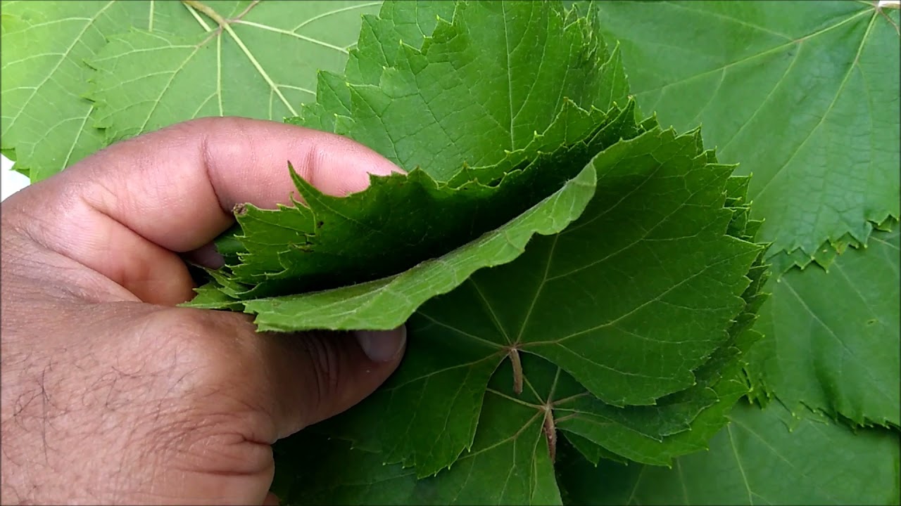 Watch Now OS BENEFÍCIOS DAS FOLHAS DE UVA PRA NOSSA SAÚDE OS BENEFÍCIOS DAS FOLHAS DE UVA PRA NOSSA SAÚDE