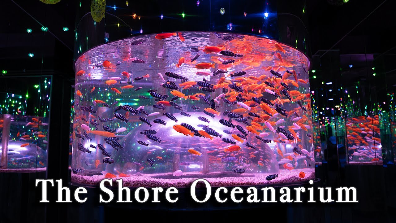 Embark on an engaging virtual tour of The Shore Oceanarium in Melaka.