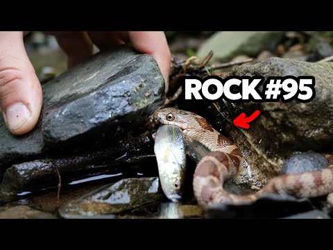 I Flipped 100 Rocks in a River, Here's What I Found...