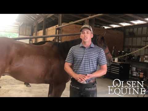 Transitioning from Shod to Barefoot