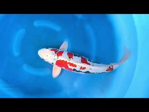 JKS Auction: JKSAC-2025-11-10 3Sai Super Benikikokuryu 56 cm Female Ikarashi Ozumi