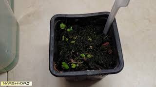 Why to grow Strawberry seeds Only with led light (Mars-hydro)