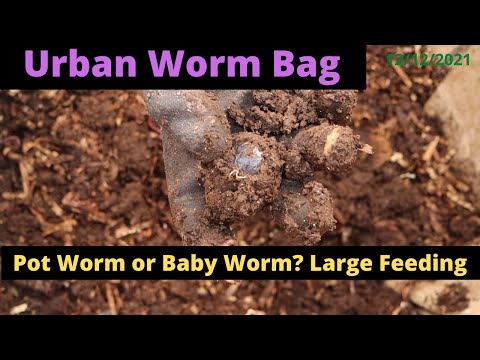 Urban Worm Bag V2 with ENCs - Large FEEDING!! 12/12/2021